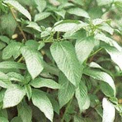 Manufacturers Exporters and Wholesale Suppliers of Melokhia Seeds Hyderabad Andhra Pradesh